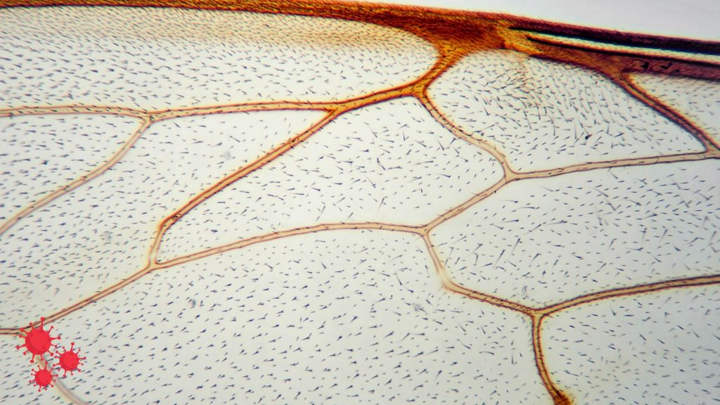 bee wing under the microscope.