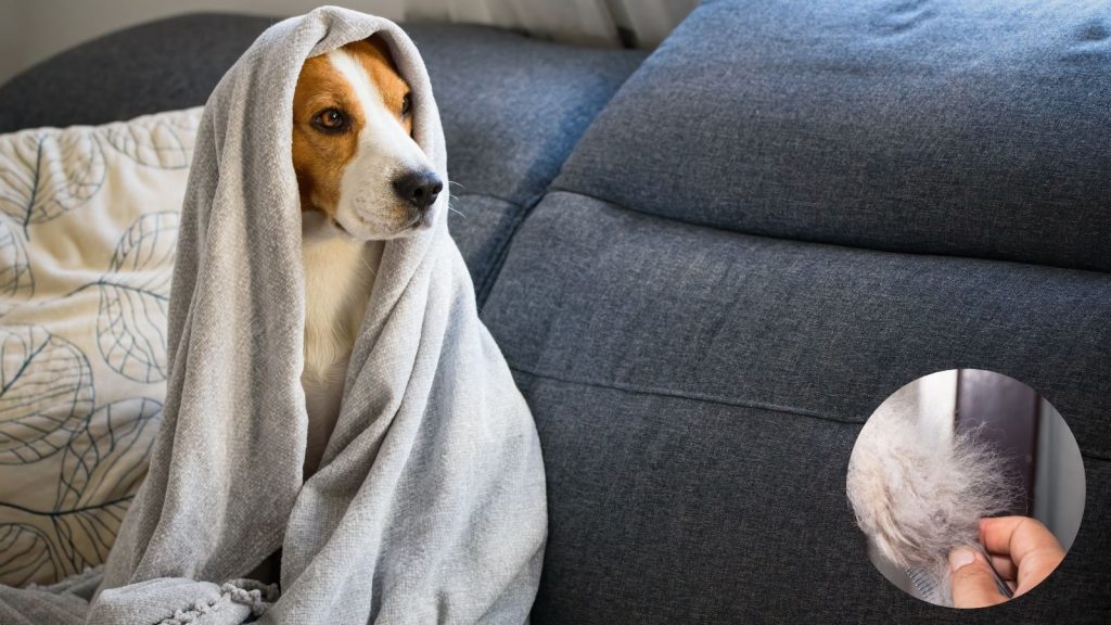 a dog sitting on the couch wrapped in a towel