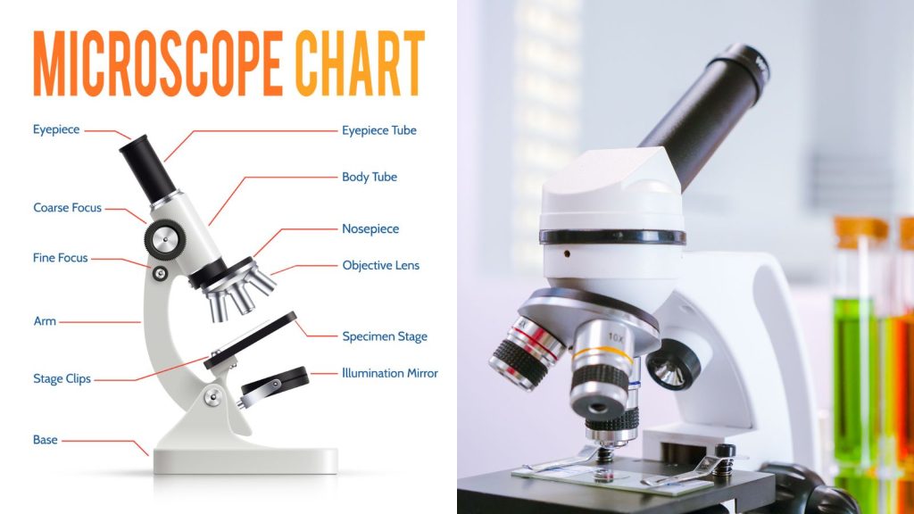 a chart with the parts of a microscope.