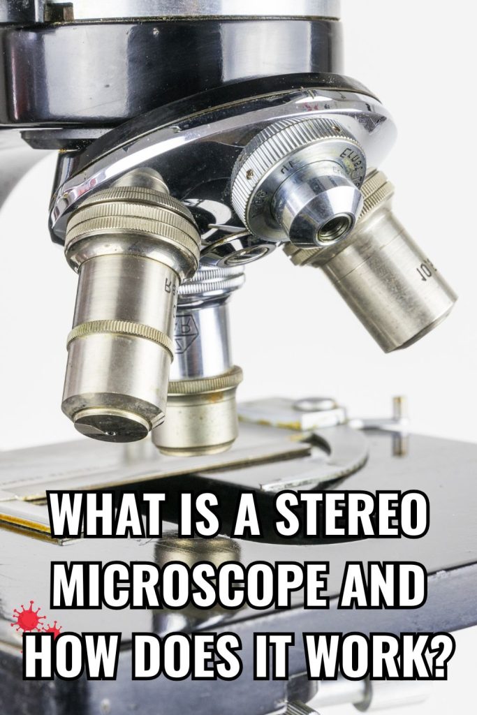 What Is a Stereo Microscope and How Does it Work?