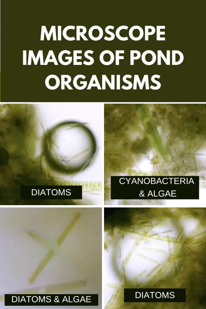 Microscope images of pond organisms.