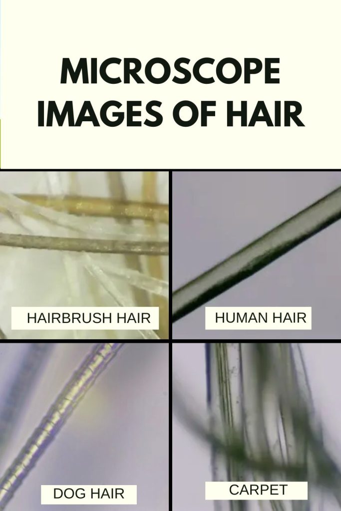 microscope images of hair