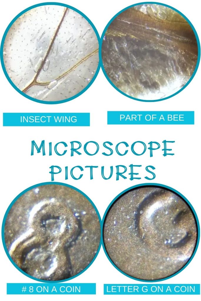 microscope pictures