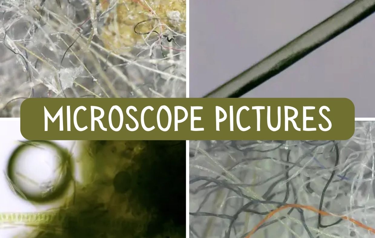 a collage of microscope pictures.